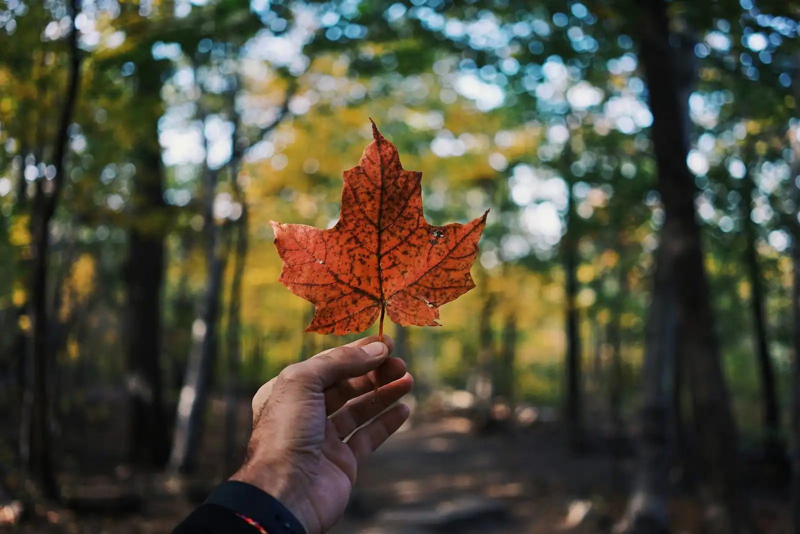 Top Scholarships in Canada for International Students